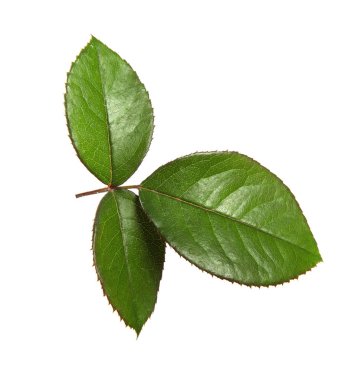 Beyaz arka planda izole gül yaprakları