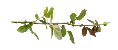 Beyaz arka planda yaprak izole ile gül tomurcuk