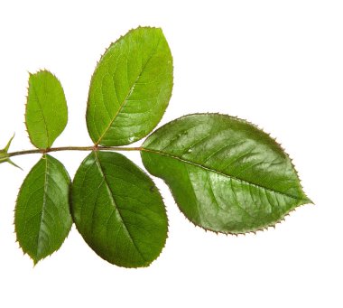  ceviz ağacının yaprakları izole