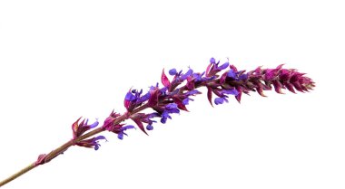 beyaz izole arka plan yakın çekim çiçek