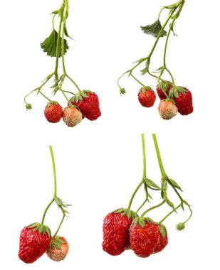 İzole beyaz bir arka plan müziği üzerinde bir şube üzerinde taze bir çilek Berry
