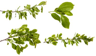 yeşil yaprakları ile bir elma ağacının şube ayarlayın. Beyaz üzerinde izole