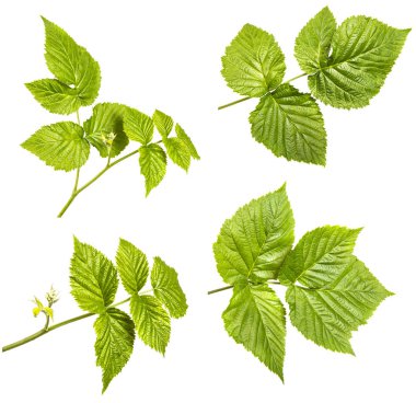 yeşil yaprak ahududu ayarlayın. Beyaz arka planda yalıtılmış