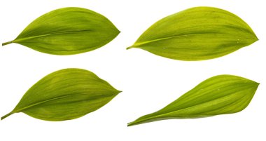 vadi çiçeği yeşil yaprak zambak ayarlayın. Beyaz arka üzerinde izole