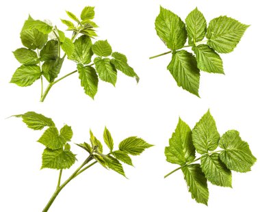 yeşil yaprak ahududu ayarlayın. Beyaz arka planda yalıtılmış