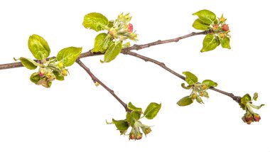 çiçekleme tomurcukları ve yaprakları ile bir elma ağacının şube. bir wh üzerinde