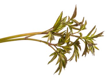 bir şakayık Bush genç vuruyor. Beyaz arka planda