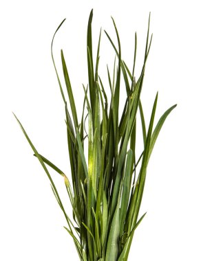 Beyaz arka planda genç yeşil çim demet