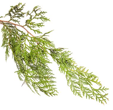 yeşil Thuja dalı. Beyaz arka planda