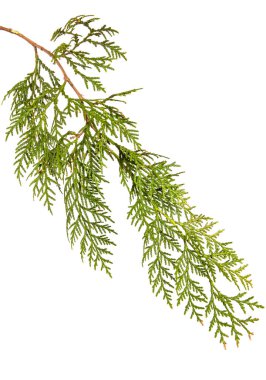 yeşil Thuja dalı. Beyaz arka planda