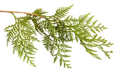 yeşil Thuja dalı. Beyaz arka planda