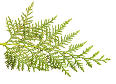 yeşil Thuja dalı. Beyaz arka planda