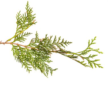yeşil Thuja dalı. Beyaz arka planda