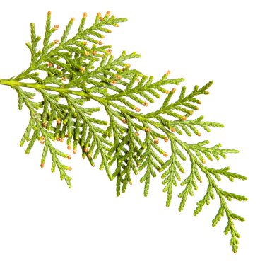 yeşil Thuja dalı. Beyaz arka planda