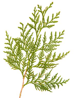 yeşil Thuja dalı. Beyaz arka planda