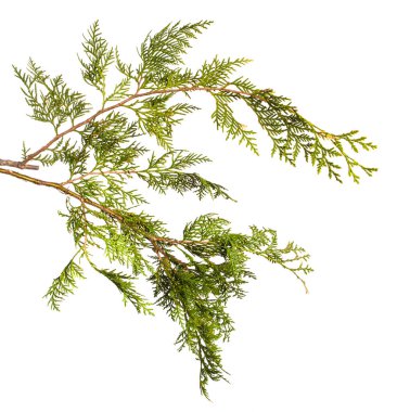 yeşil Thuja dalı. Beyaz arka planda