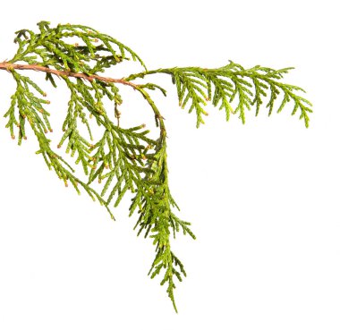 yeşil Thuja dalı. Beyaz arka planda