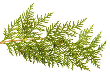 yeşil Thuja dalı. Beyaz arka planda