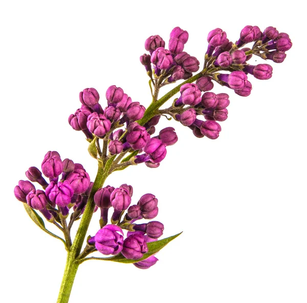 Kwitnących bzu z fioletowymi kwiatami. Izolowane na białym rynek — Zdjęcie stockowe