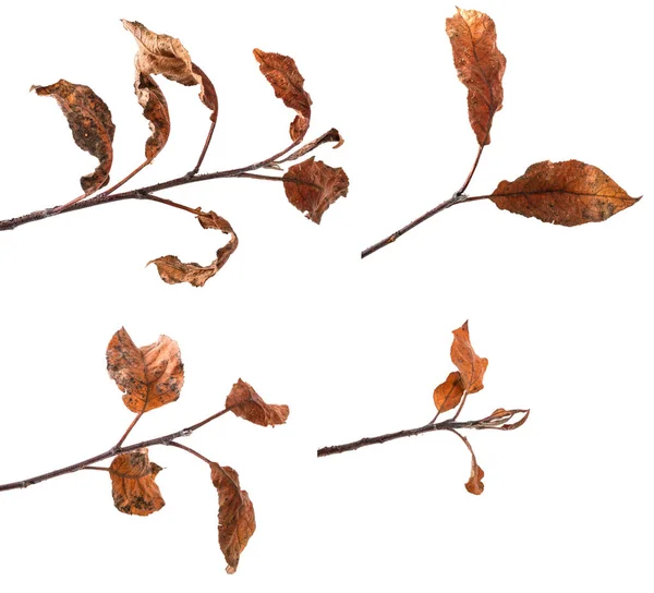 Set apple tree branch with dry yellowed leaves. Isolated on whit — Stock Photo, Image