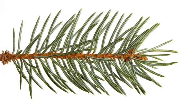 Part of the spruce branch. isolated on white background — Stock Photo, Image