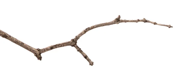 La rama seca del arbusto lila. aislado sobre fondo blanco —  Fotos de Stock