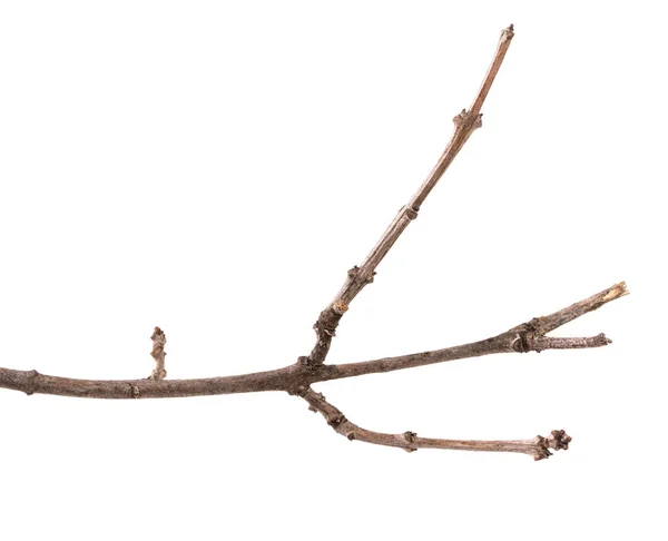 Trockener Zweig eines Fliederstrauches. isoliert auf weißem Hintergrund — Stockfoto