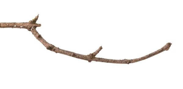 Dry branch of a lilac bush. isolated on white background — Stock Photo, Image