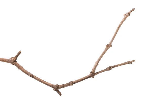 Trockener Zweig eines Fliederstrauches. isoliert auf weißem Hintergrund — Stockfoto