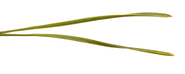 Agulhas verdes de pinho isolado no fundo branco. fotog macro — Fotografia de Stock