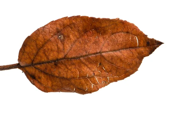 Старый сухой яблочный лист. Изолированный на белом фоне — стоковое фото