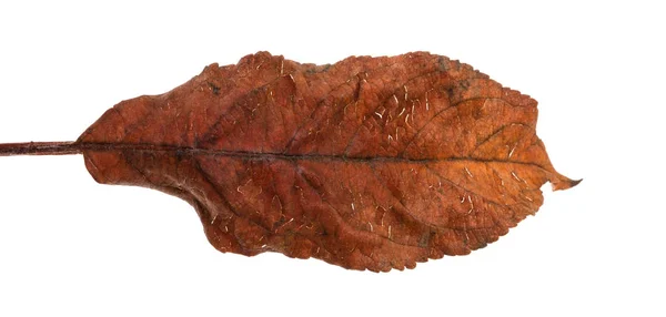 Starý suchý jablečný list. Izolované na bílém pozadí — Stock fotografie