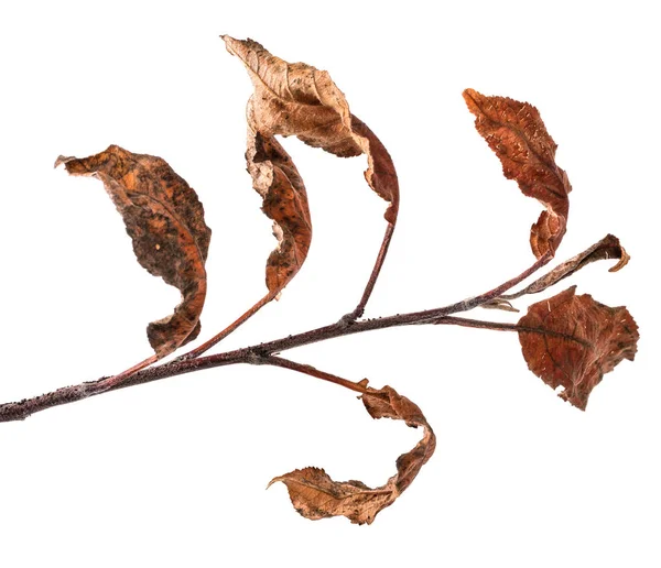 Kuru Sarımlı yaprakları ile elma ağacı şube. Beyaz ba üzerinde izole