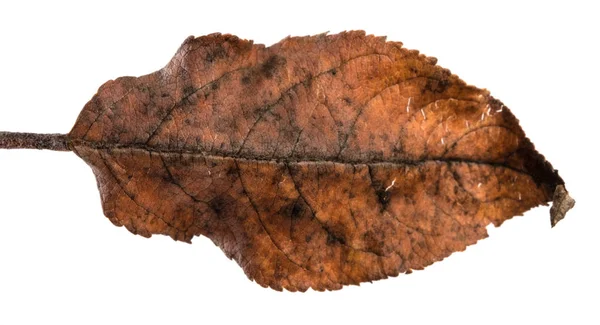 Starý suchý jablečný list. Izolované na bílém pozadí — Stock fotografie