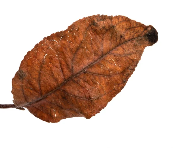 Vieja hoja de manzana seca. Aislado sobre fondo blanco — Foto de Stock