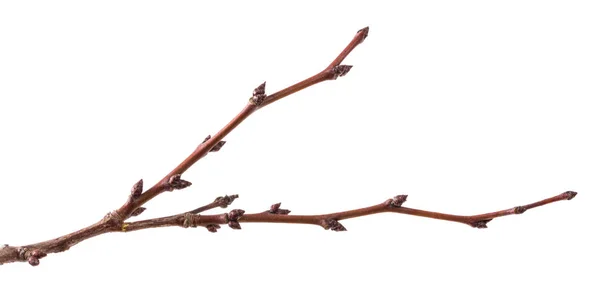 Parte do ramo seco da árvore de damasco no fundo branco — Fotografia de Stock