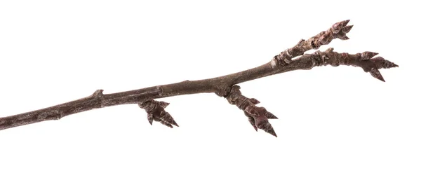 Part of dry branch of apricot tree on white background — Stock Photo, Image