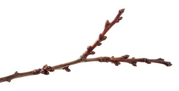 白い背景にアプリコット木の乾いた枝の一部 — ストック写真