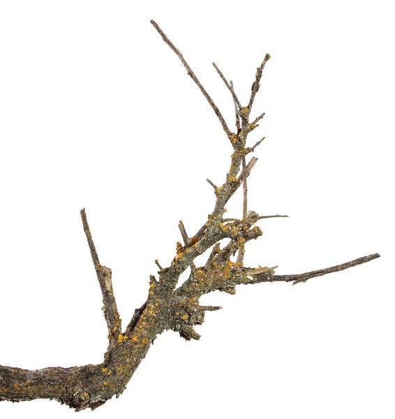 Ξηρό κλαδί του δέντρου βερίκοκου. Απομονωμένη σε λευκό φόντο — Φωτογραφία Αρχείου