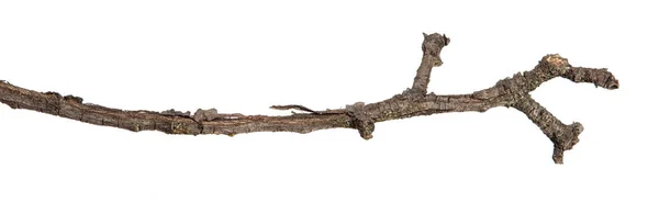 Egy körtefa száraz ága. Elszigetelt fehér alapon — Stock Fotó