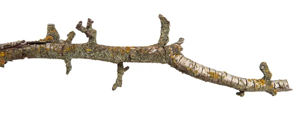 Bir armut ağacının kuru şube. Beyaz arka planda yalıtılmış — Stok fotoğraf