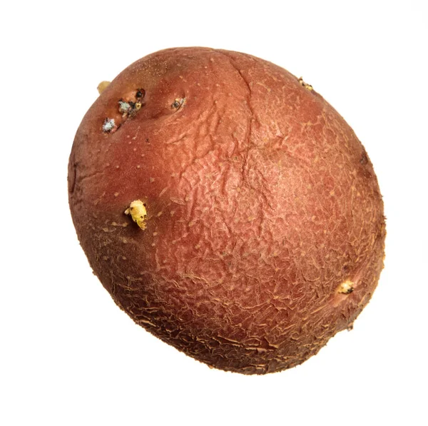 白い背景に分離されたジャガイモ塊茎 — ストック写真