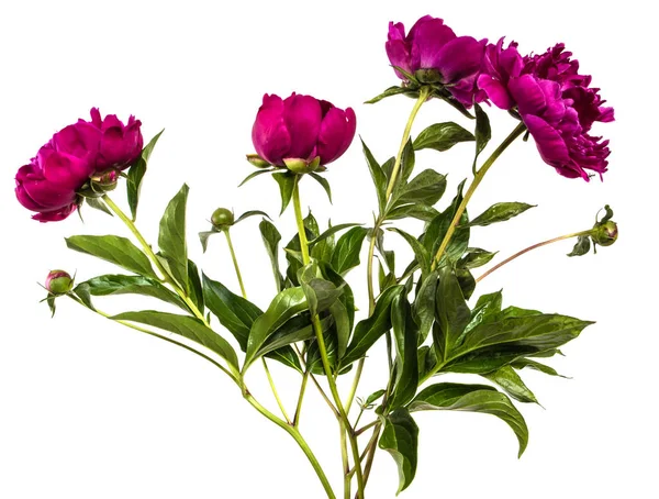 Beyaz arka planda izole birden fazla kırmızı şakayık çiçek