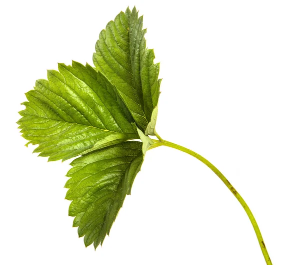 Groen blad van een struik van een aardbei. Geïsoleerd op witte backgrou — Stockfoto