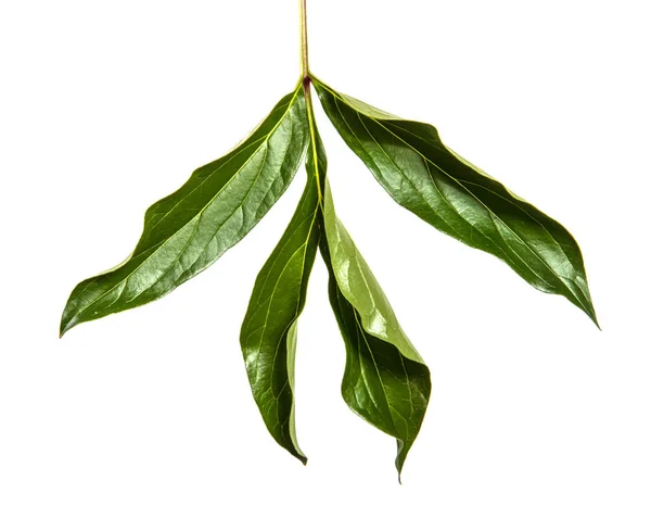 Beyaz arka plan üzerinde yalıtılmış yaprak yeşil