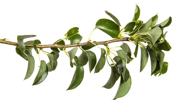 Ramo di un albero di pera con foglie verdi. Isolato su dorso bianco — Foto Stock