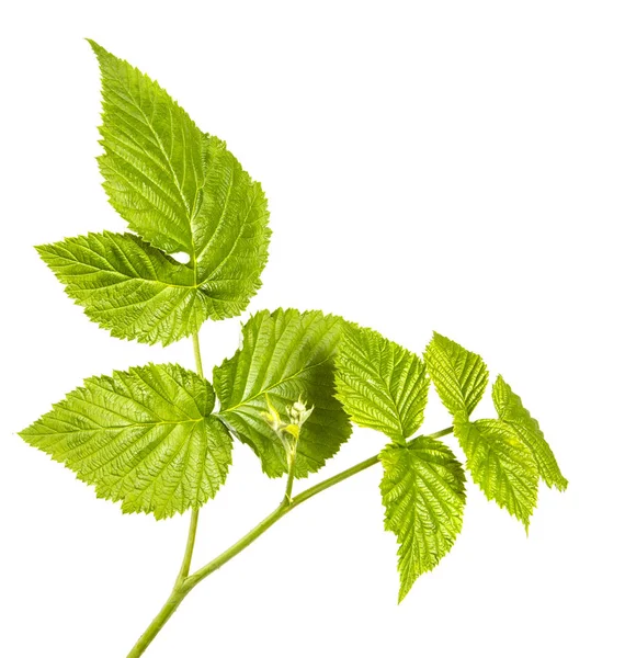 Green leaf raspberry. Isolated on white background — Stock Photo, Image