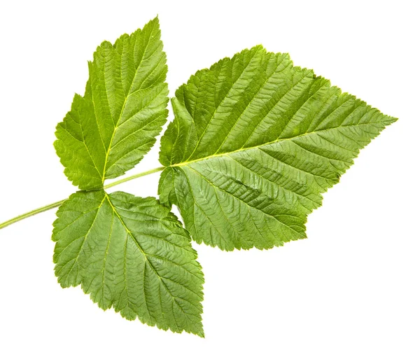 Grüne Blatt Himbeere. isoliert auf weißem Hintergrund — Stockfoto