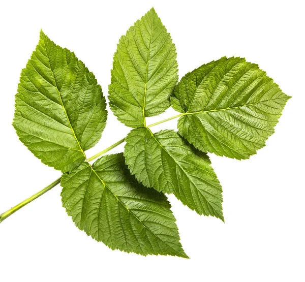 Зеленый лист малины. Изолированный на белом фоне — стоковое фото