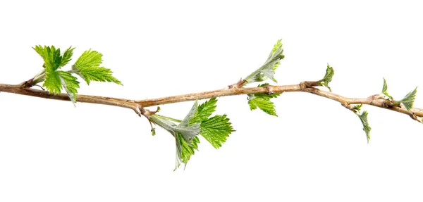 Zweig eines Himbeerstrauches mit Laub auf isoliertem weißen Hintergrund — Stockfoto